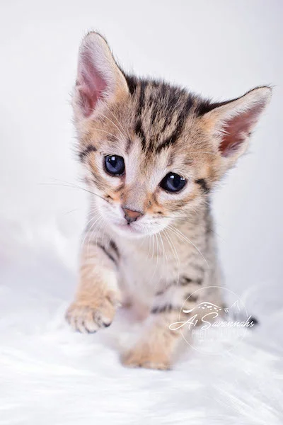 A1Savannahs SBT Savannah Kitten Maggi