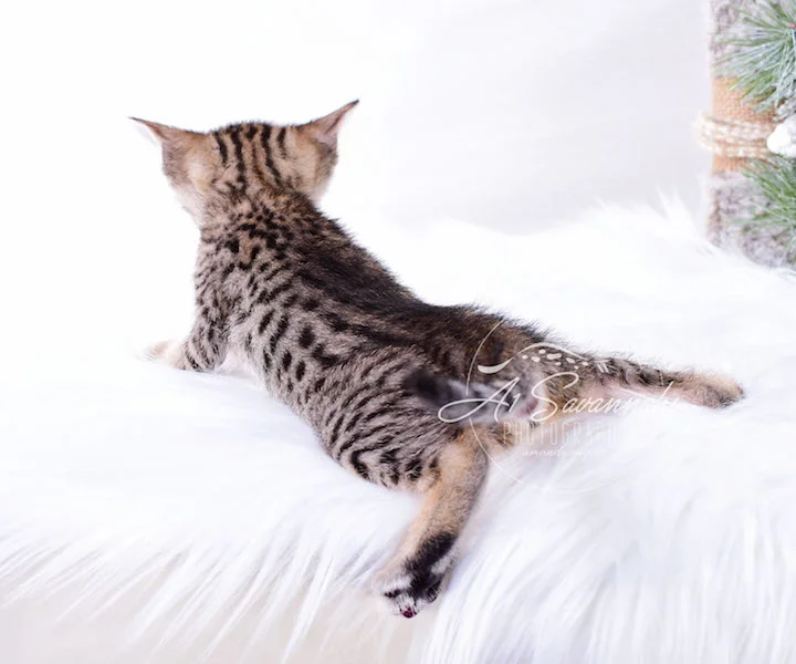 A1Savannahs SBT Savannah Kitten Maggi