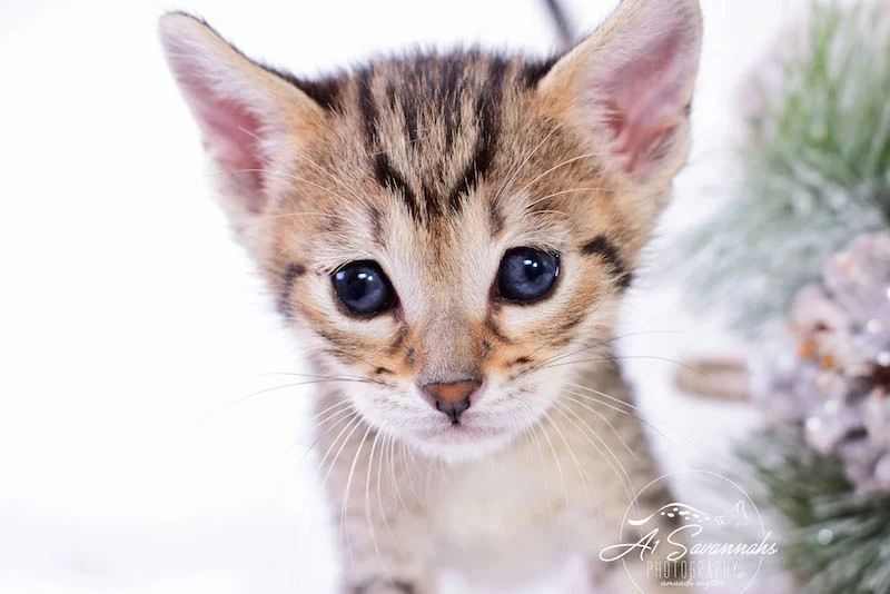 A1Savannahs SBT Savannah Kitten Maggi