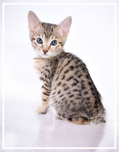 A1Savannahs Savannah Kitten