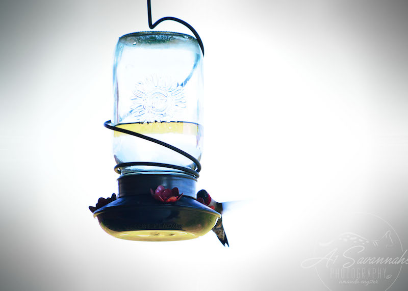 Hummingbirds at the feeder