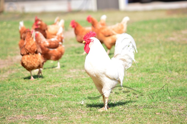 The Rooster and his Flock