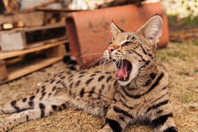 F1 Savannah Cat Pristine yawning