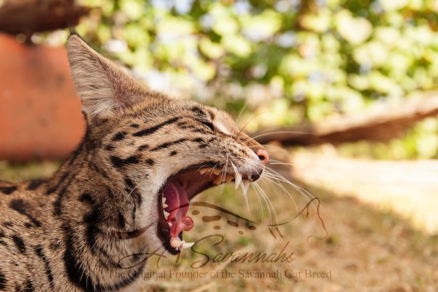Big Yawn from F1 Savannah cat Pristine