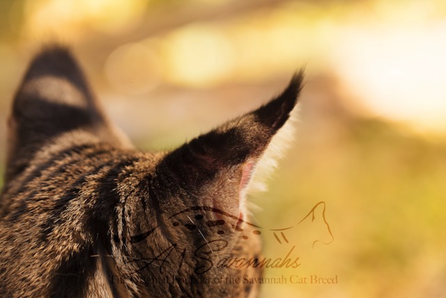 Ocelli markings on an f1 savannah cat in Ponca City, Oklahoma