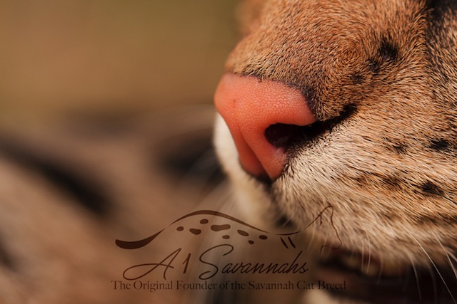 F1 savannah cats pink nose