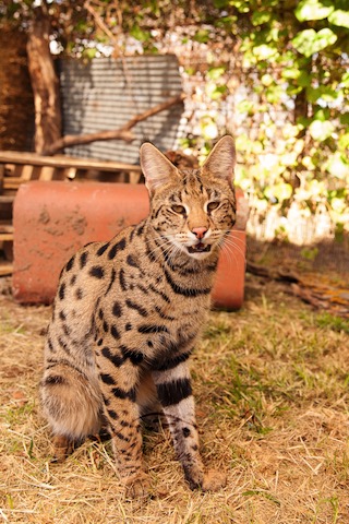 F1 Savannah Cat sitting tall