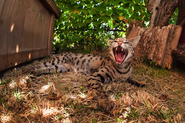 F1 Savannah cat Pristine smiling for the camera