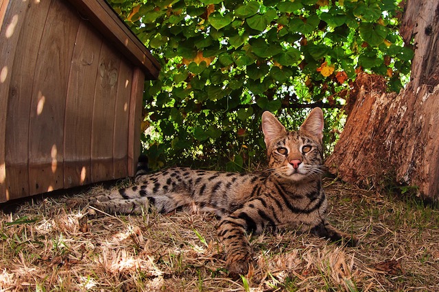 F1 Savannah Cat Enjoying the shade