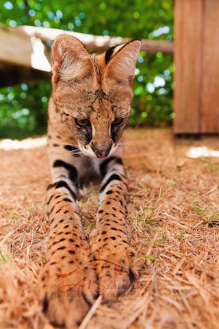 A1Savannahs Amun the serval displaying her long front legs