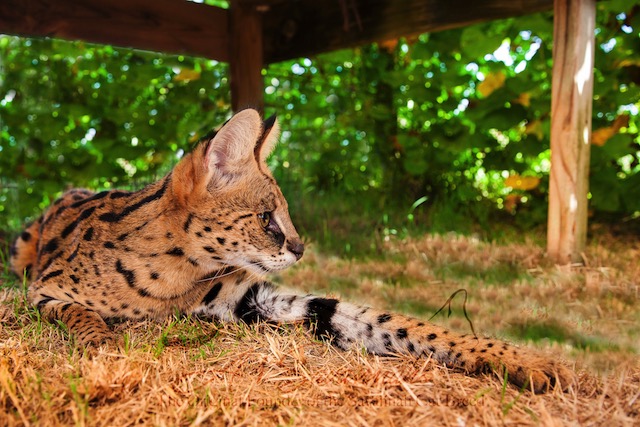 Amun the serval stretching her front leg