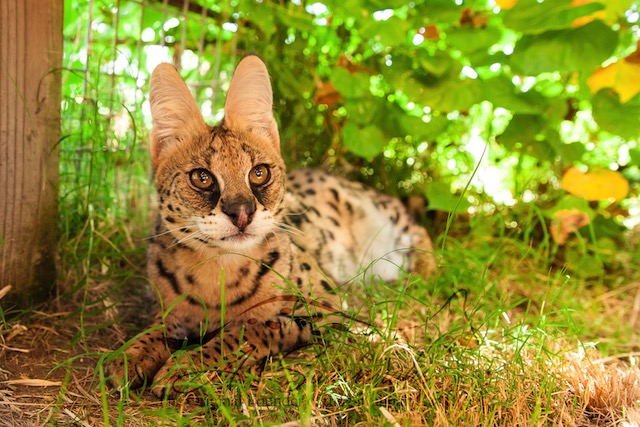 African Serval Amun showing off her large ears