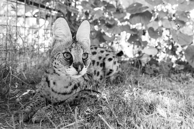 Amun the African serval in the shade