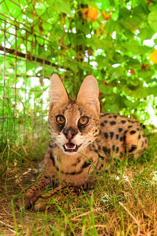 A1Savannahs Amun the serval is all ears