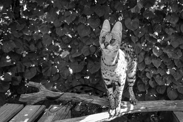 Amun the serval giving the camera her full attention