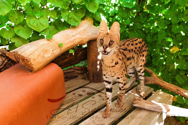 A1Savannahs serval Amun standing proud