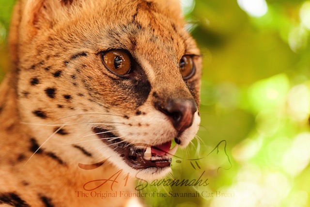 The sweet majestic face of Amun the serval
