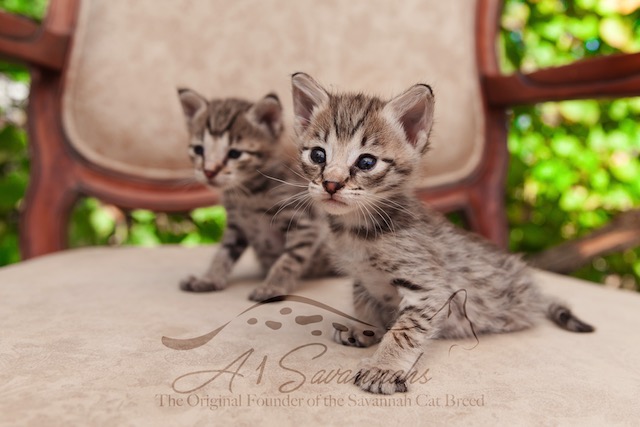 Two F2 savannah kittens at A1Savannahs