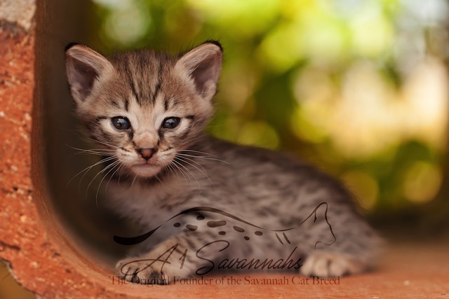 sweet f2 savannah kitten showing us her large ears