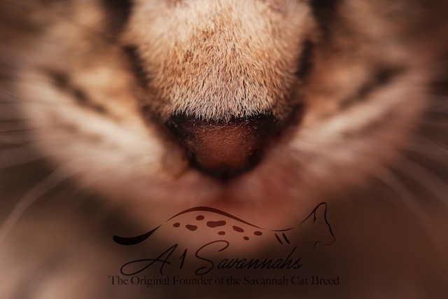 Sweet little f2 savannah kitten nose