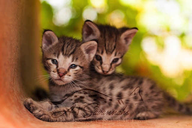 F2 savannah kittens snuggling