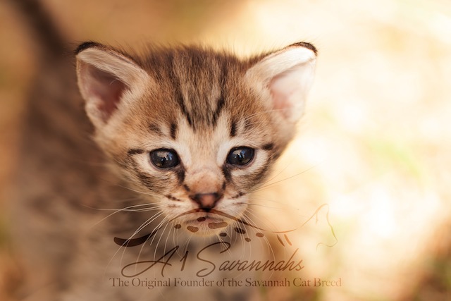 F2 savannah kitten showing his large ears