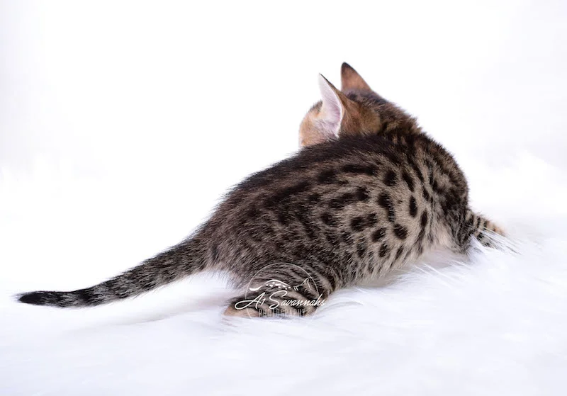 A1Savannahs Macon SBT Savannah Kitten