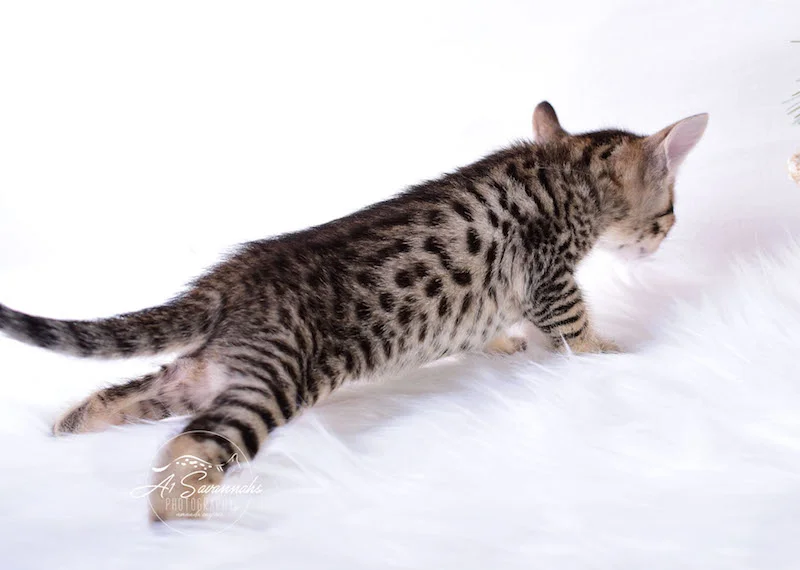 A1Savannahs Macon SBT Savannah Kitten