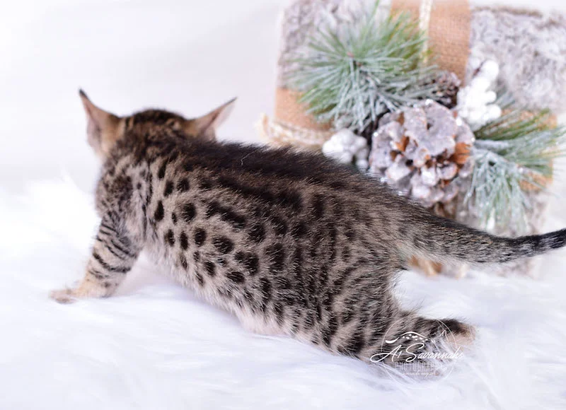A1Savannahs Macon SBT Savannah Kitten