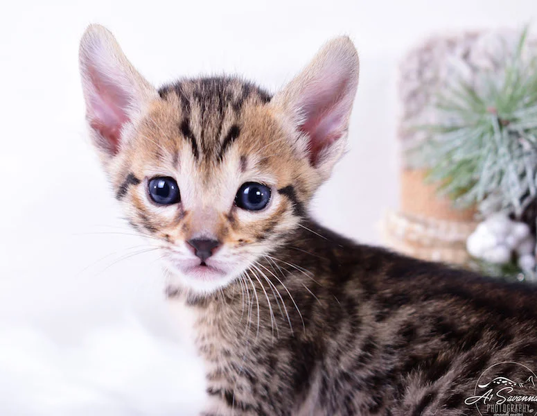 A1Savannahs Macon SBT Savannah Kitten