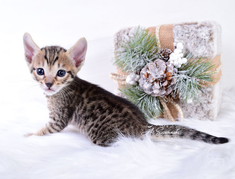 A1Savannahs Macon SBT Savannah Kitten