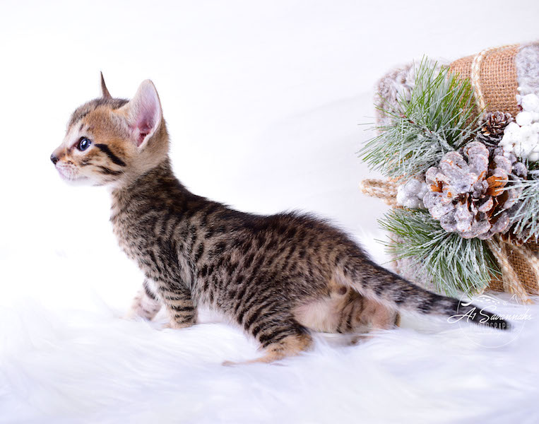 A1Savannahs Macon SBT Savannah Kitten