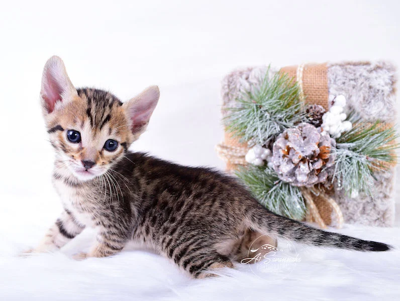 A1Savannahs Macon SBT Savannah Kitten