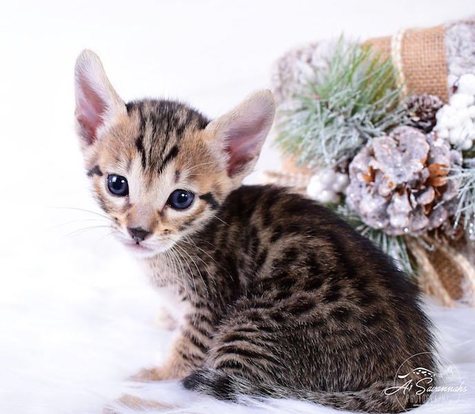 A1Savannahs Macon SBT Savannah Kitten