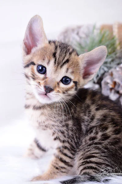 A1Savannahs Macon SBT Savannah Kitten