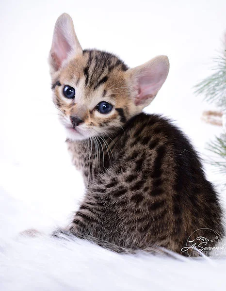 A1Savannahs Macon SBT Savannah Kitten