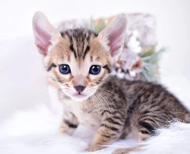 A1Savannahs Macon SBT Savannah Kitten