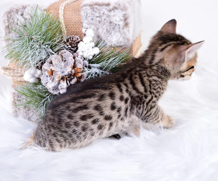 A1Savannahs Macon SBT Savannah Kitten