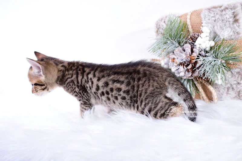 A1Savannahs Macon SBT Savannah Kitten