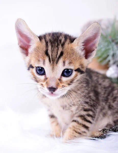 A1Savannahs Macon SBT Savannah Kitten