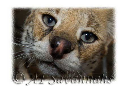 A1 Savannahs Serval mother