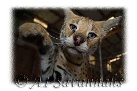 Mother of many of our Serval babies