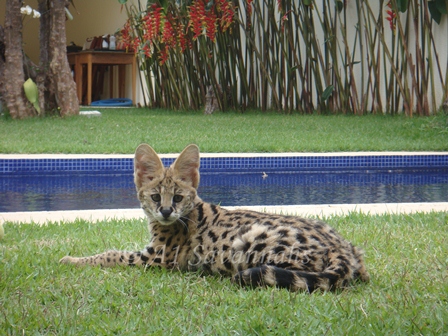 A1 Savannahs bred Serval kitten