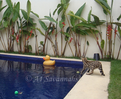 A1 Savannahs bred Serval kitten