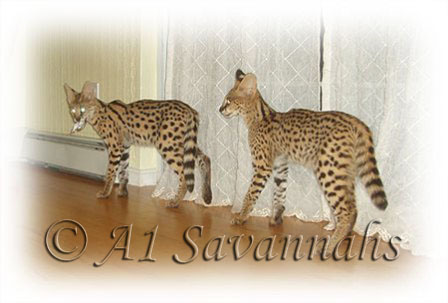 A1 Savannahs African Servals playing "Its my toy!"