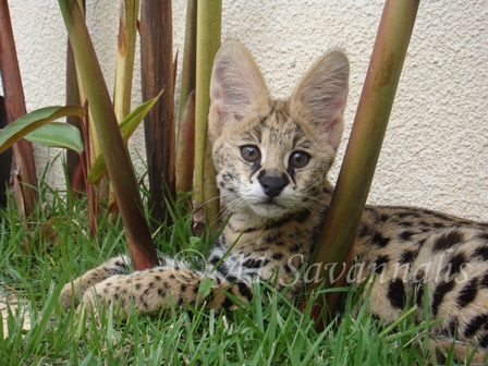 A1 Savannahs bred serval kitten