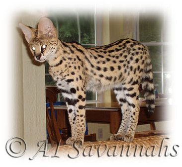 A1 Savannahs Dea an African Serval is playing "I'm the king of the castle".