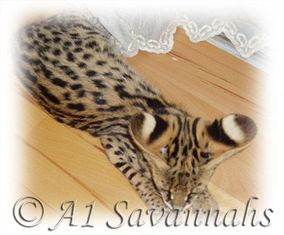 A1 Savannahs African Serval "aren't my ears Gorgeous"