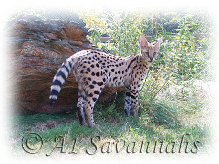 A1 Savannahs Dea the African Serval poses in the shade