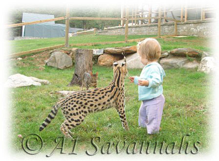 A1 Savannahs 5 month old Serval
